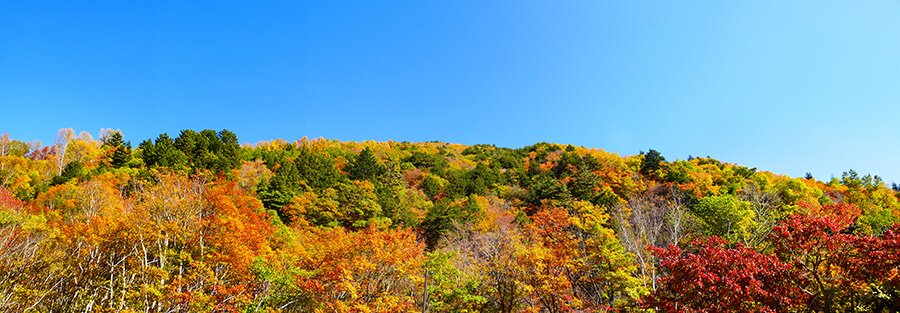 紅葉を楽しむ