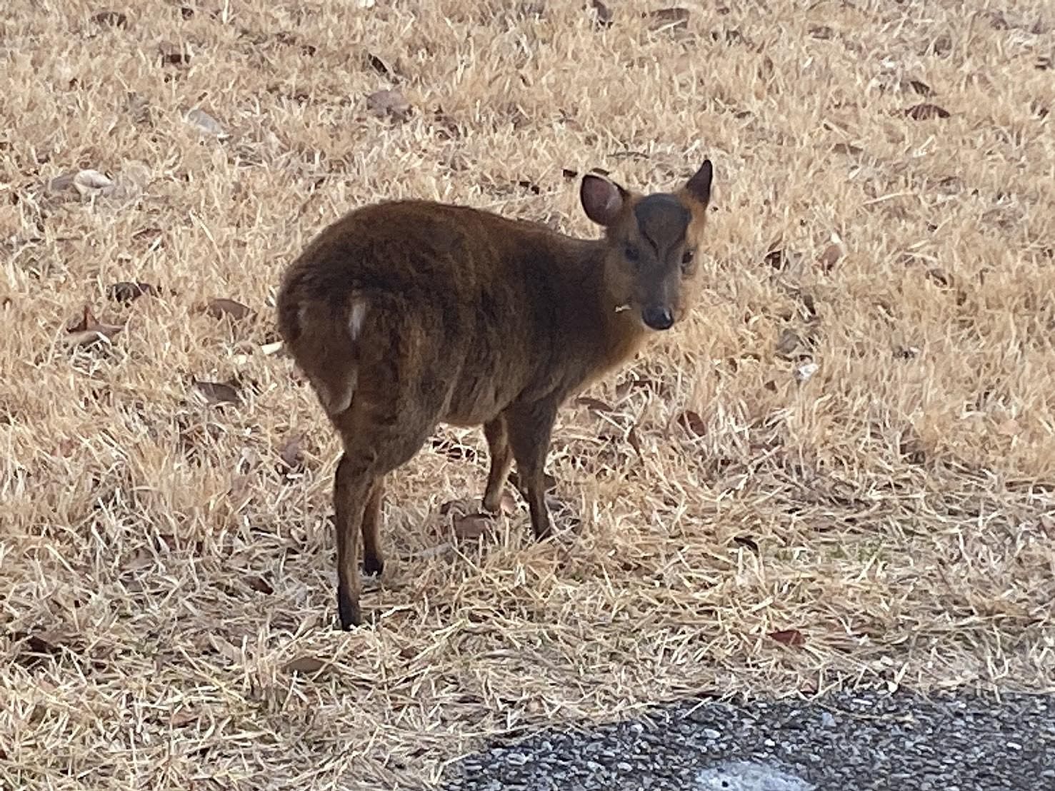 小型のシカ科の仲間、1産1仔で早ければ生後半年で妊娠、生後1年程で初出産します。妊娠期間は約210日