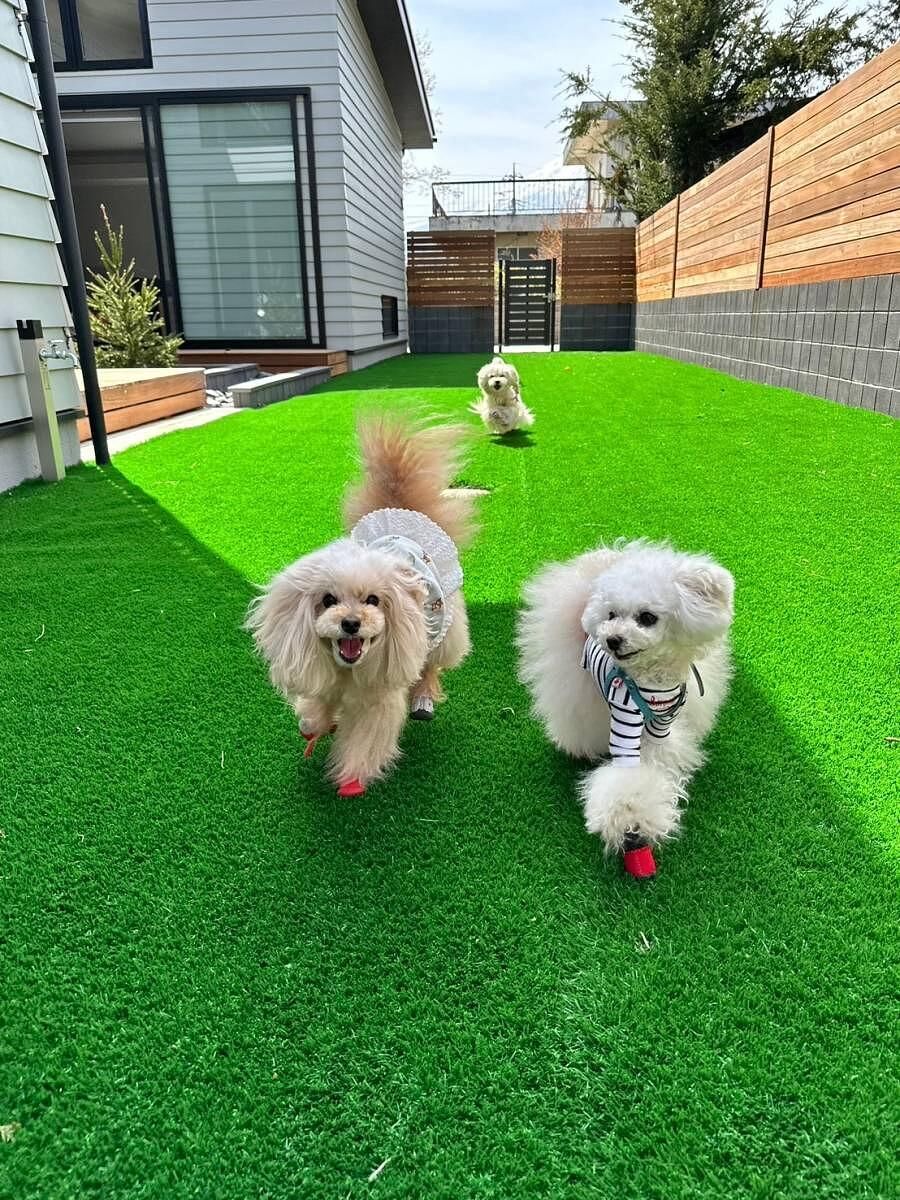 ドッグラン