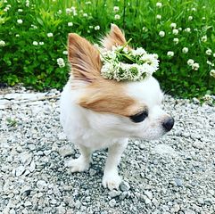 わんちゃん同伴OK!