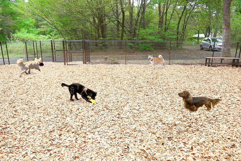  コテージ杏-image