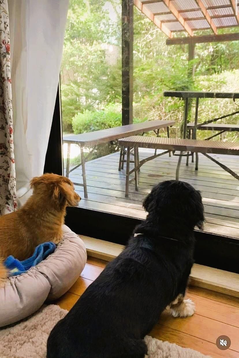 ワンちゃん同伴可能です