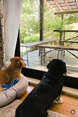 ワンちゃん同伴可能です