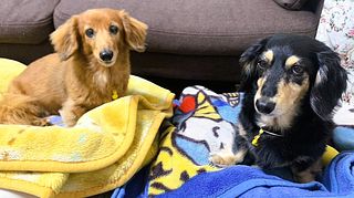 ペット用ベッド等はご持参ください