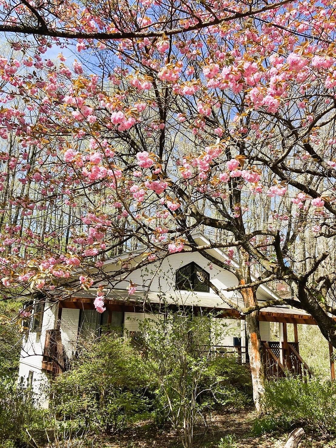 春先には八重桜がとてもキレイに咲きます