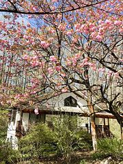 春先には八重桜がとてもキレイに咲きます