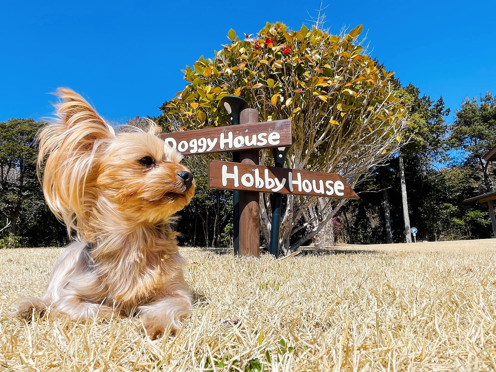 木のおうち こんた～ドギーハウス～-image