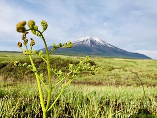 近隣　わらびと富士山　５月