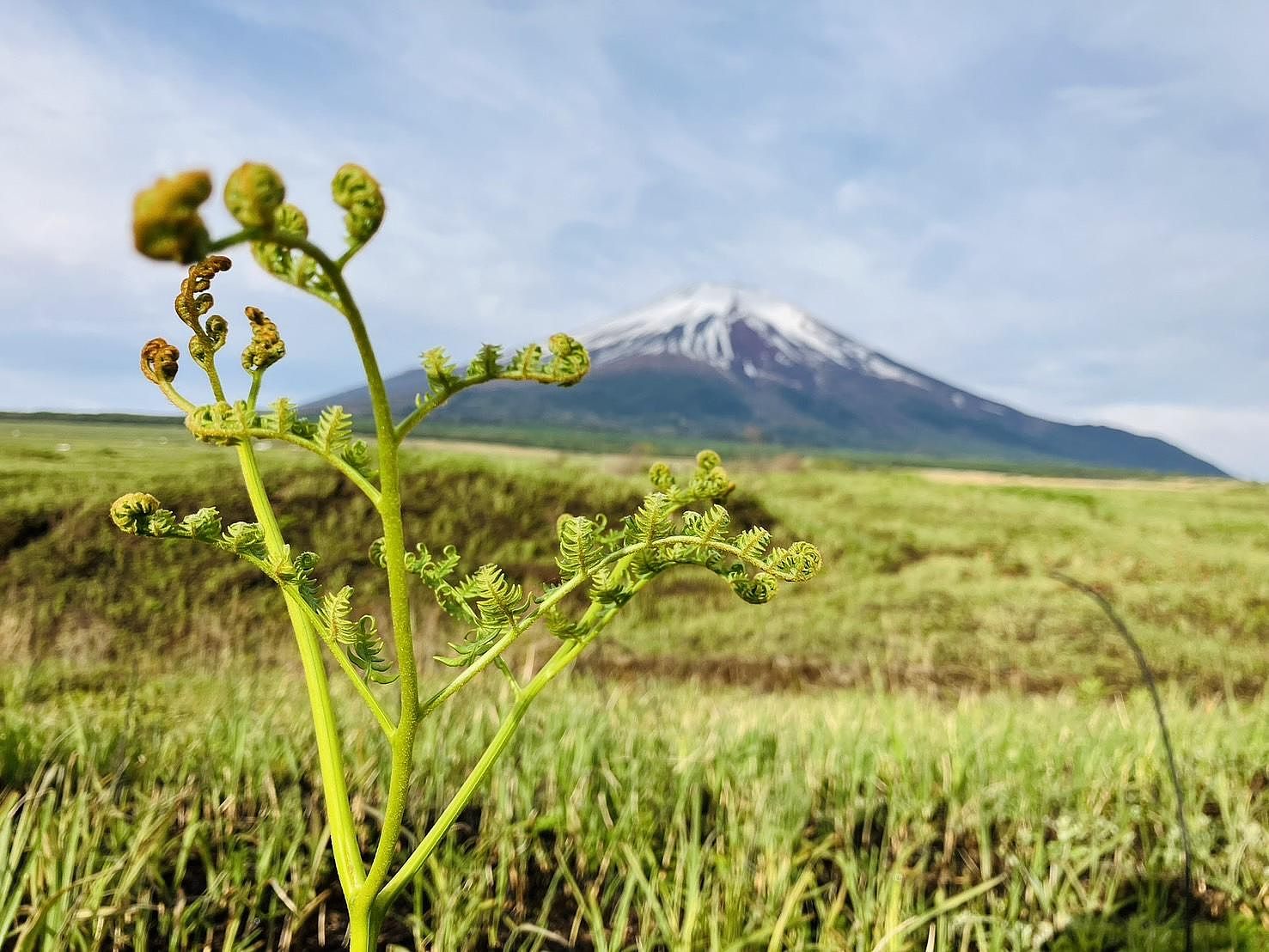 近隣　わらびと富士山　５月