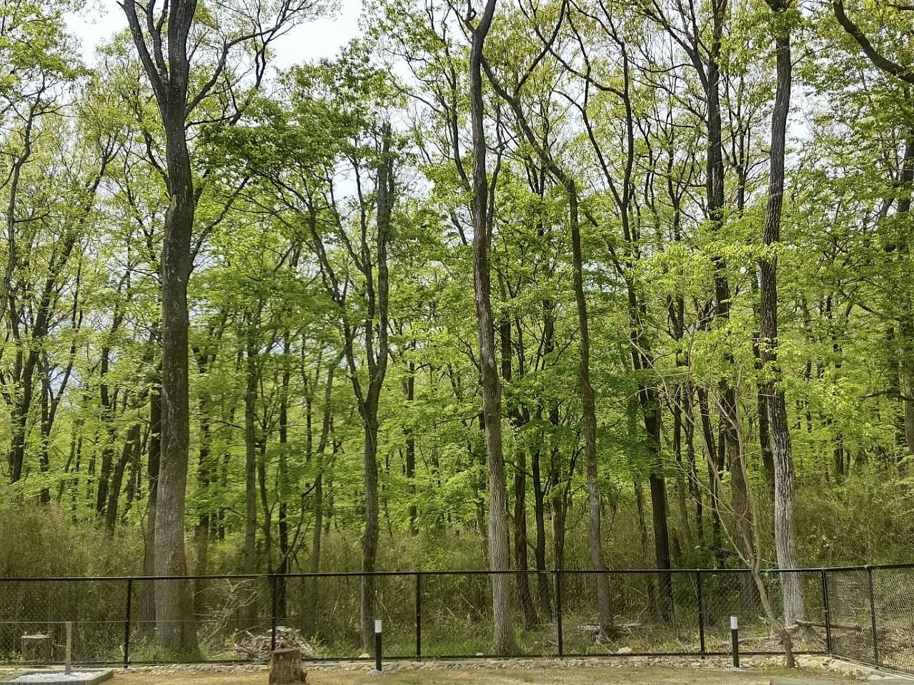 ドッグラン西側　森