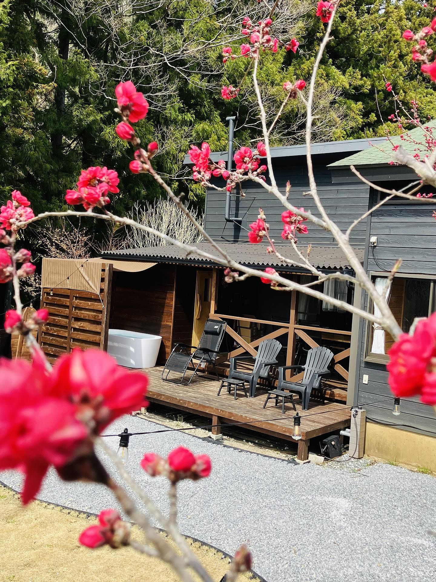 春には桃の花を眺めながら