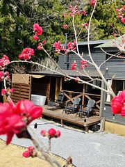 春には桃の花を眺めながら