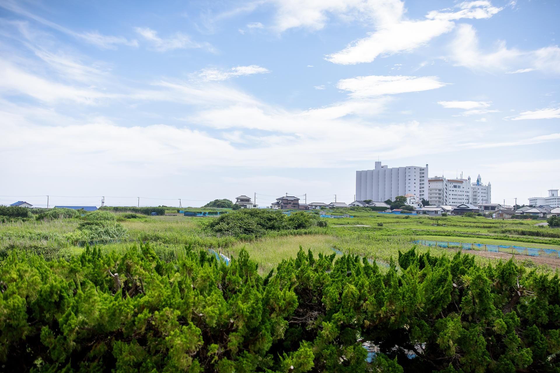 ocean resort mint-image