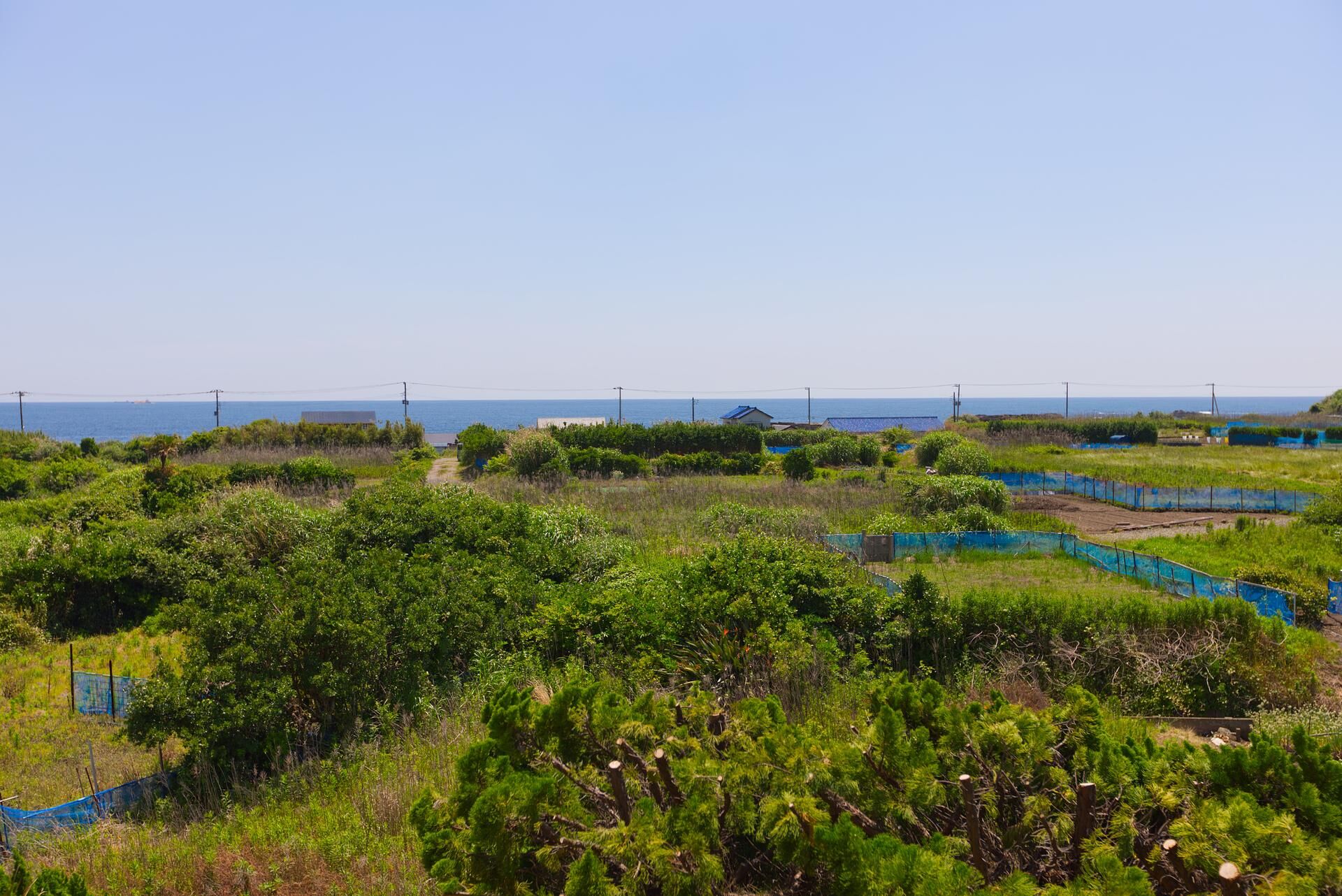 ocean resort mint-image