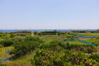 ocean resort mint-image