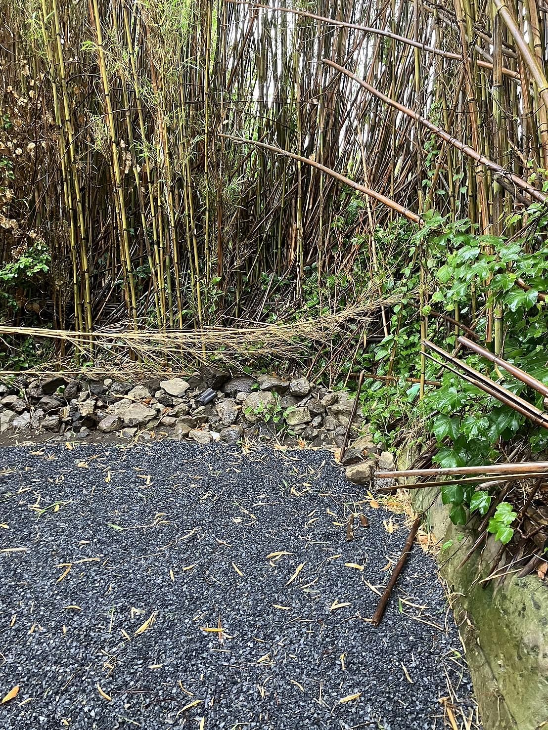 ocean kids mint-image