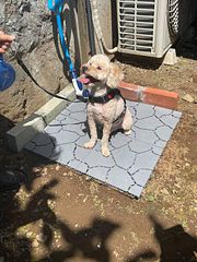 安吏樹リゾート修善寺-image