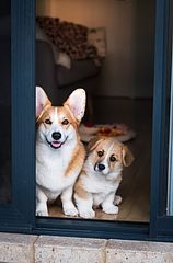 デュエットリゾートHana那須アメリカ（C棟）-image