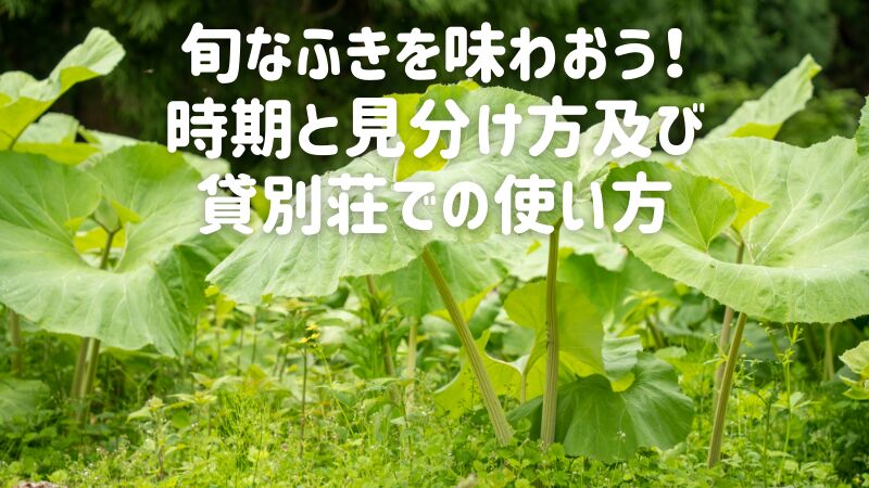旬なふきを味わおう!時期と見分け方及び貸別荘での使い方