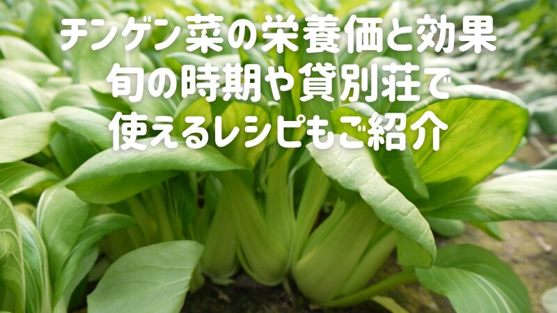チンゲン菜の栄養価と効果|旬の時期や貸別荘で使えるレシピもご紹介