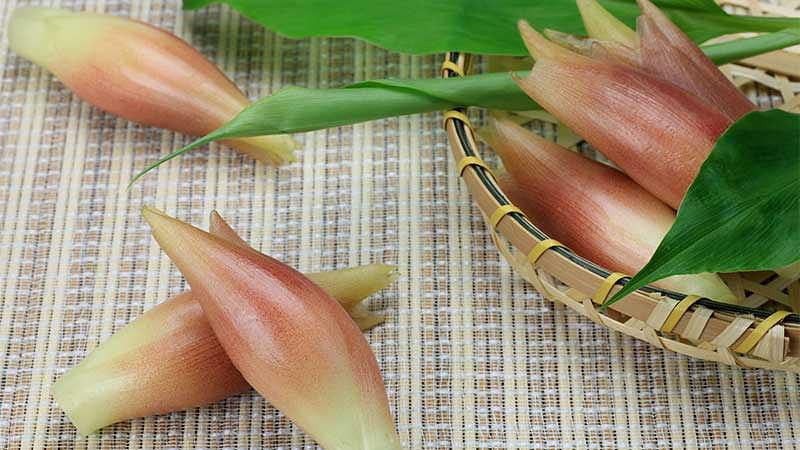 美味しいミョウガの選び方