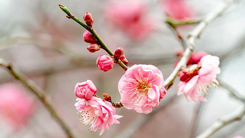 梅の開花時期はいつ?