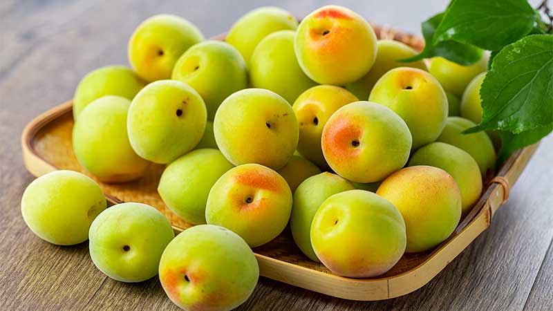 梅の主な産地と品種