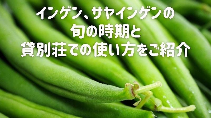 インゲン、サヤインゲンの旬の時期と貸別荘での使い方をご紹介
