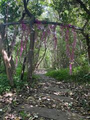 秘密の花園