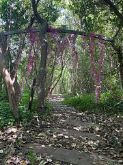 秘密の花園