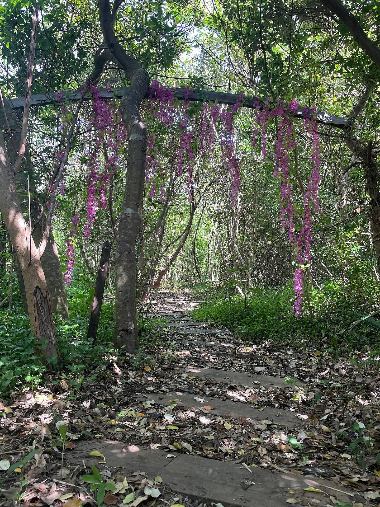 秘密の花園