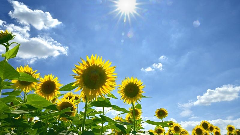 夏至の意味と日本の伝統風習