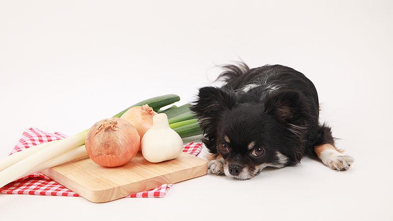 愛犬が食べられないNGな食材