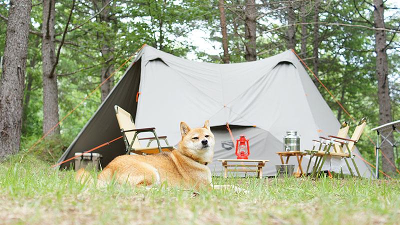 愛犬とバーベキューを楽しむ際の留意点