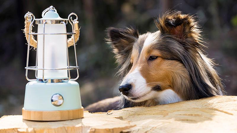 愛犬とバーベキューに必須の便利グッズはこれ!
