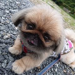  古民家　筧-image