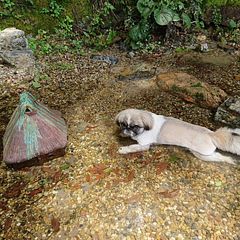  古民家　筧-image