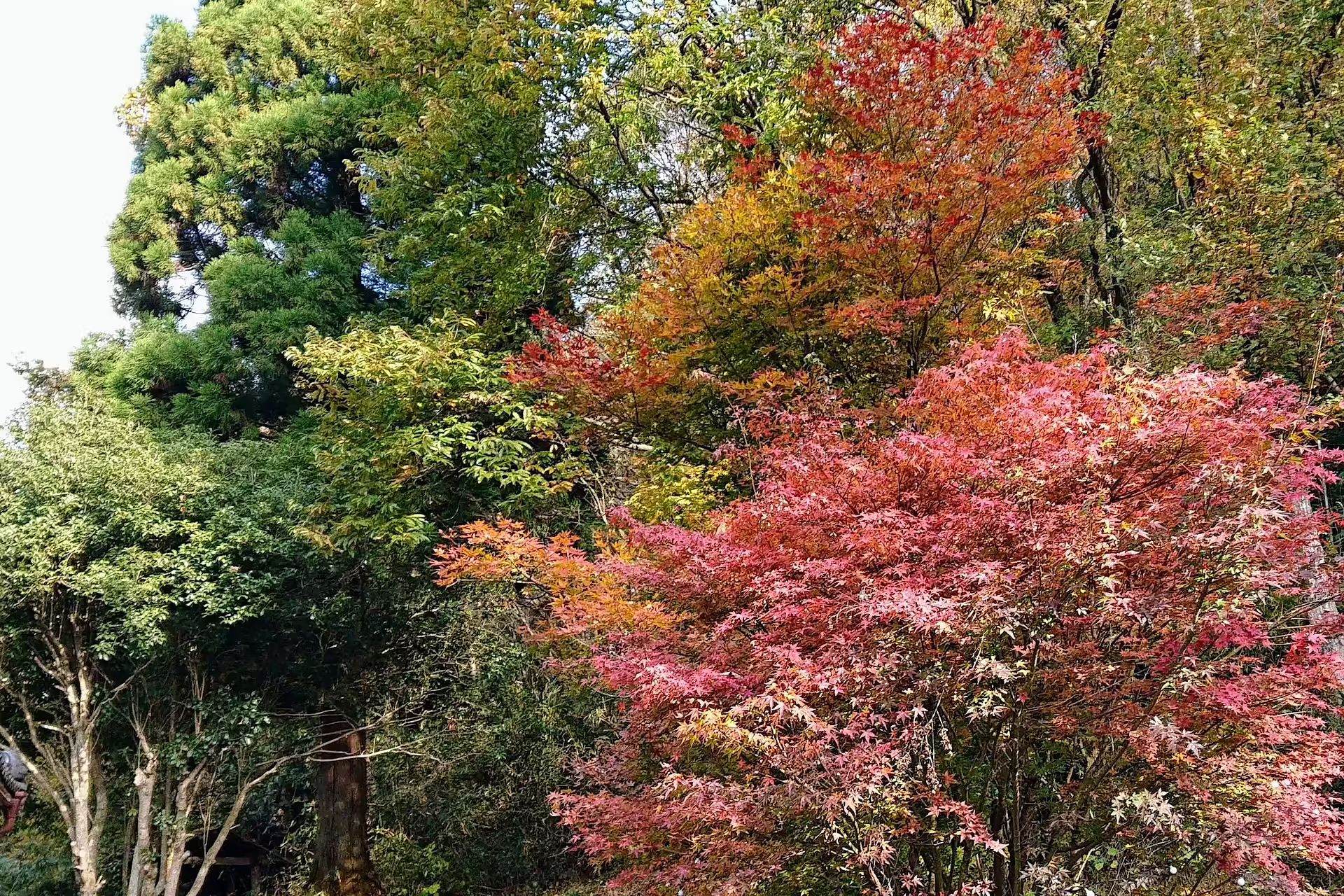  古民家　筧-image