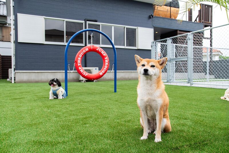 【ドッグラン】愛犬が自由に遊べる安心・安全の屋外ドッグラン