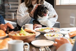 【朝食イメージ】愛犬と一緒に朝食を楽しめる癒しの時間を提供