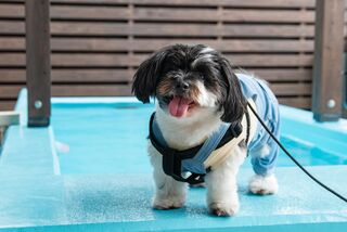 【プール】愛犬と飼い主両方が心から楽しめるプール