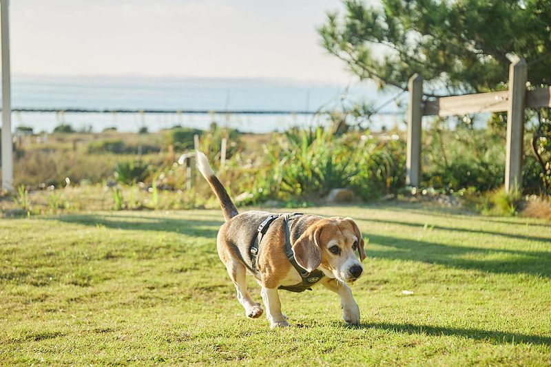 Sumera Resort Shinmaiko-image