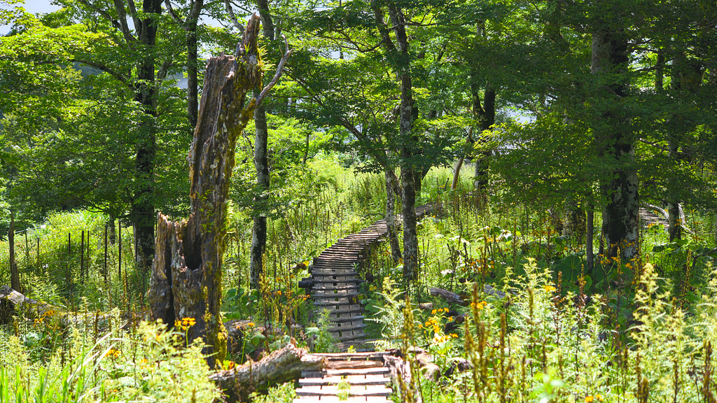 檜洞丸登山道