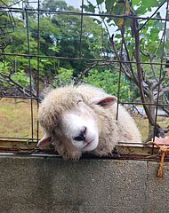 ゲストハウスがみがみ-image