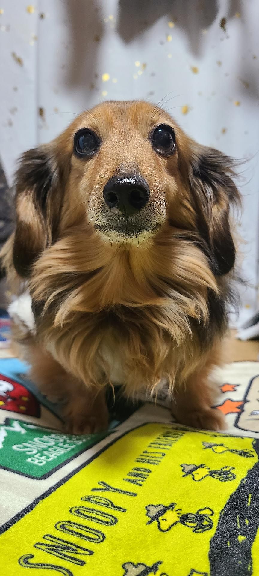 ゲストハウスがみがみ-image