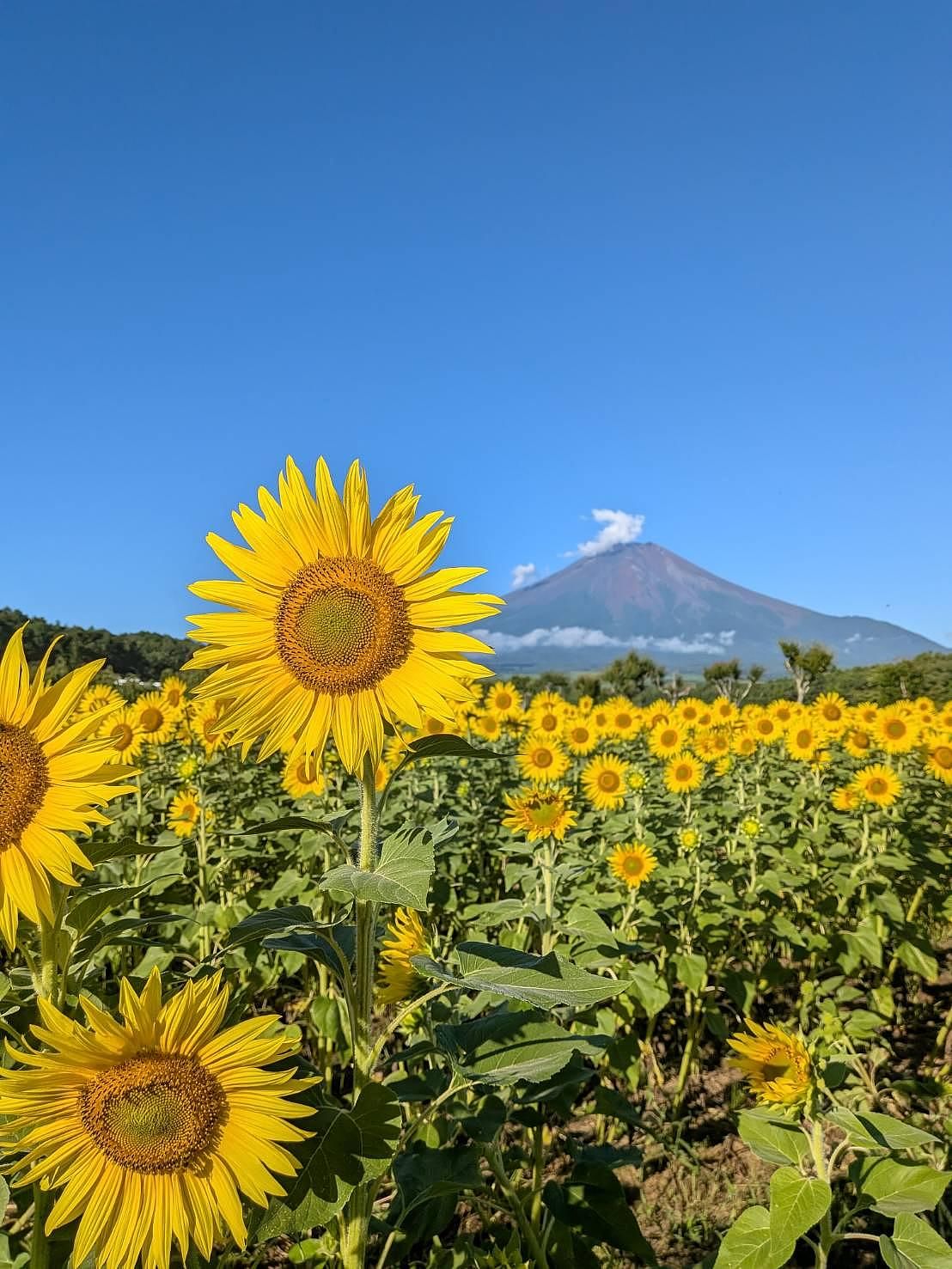 花の都公園