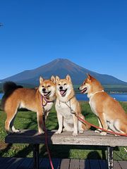 山中湖　看板犬