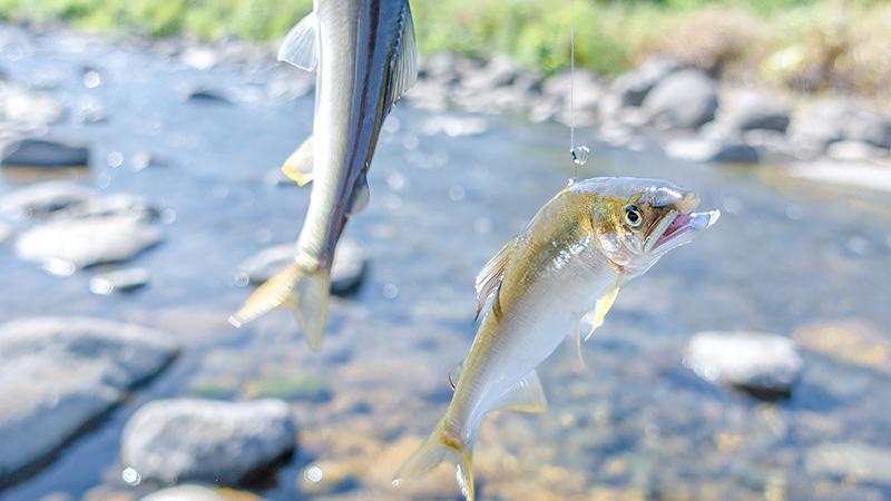 川で釣れる魚の種類と見分け方