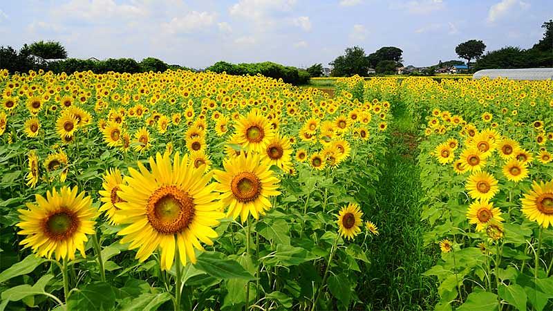 【東京近郊】今が見頃の夏の花スポット5選