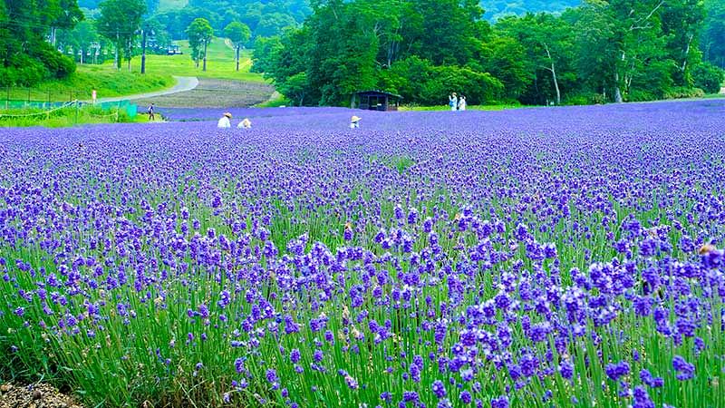 【少し遠出】関東の絶景花畑スポット3選